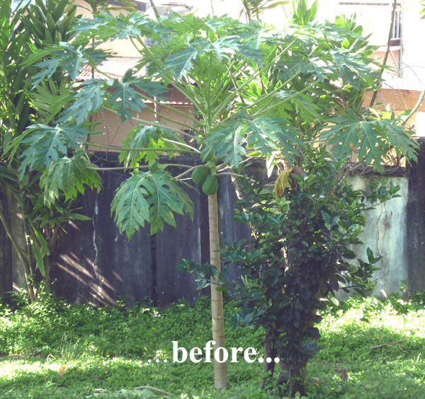 before insecticide