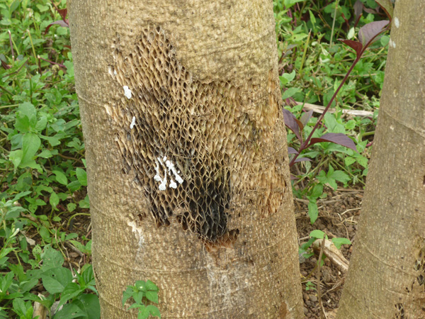 damaged pawpaw trunk