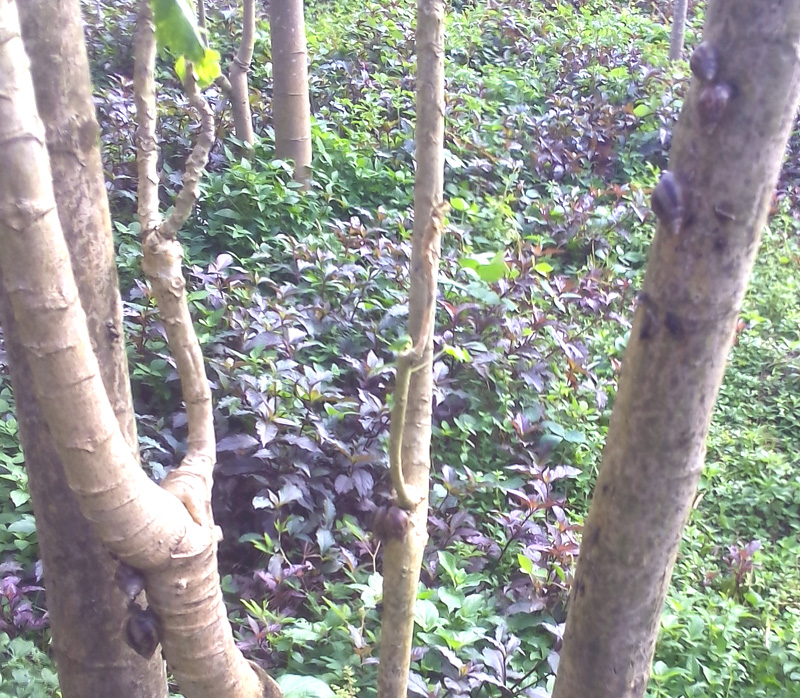 snails on pawpaw tree