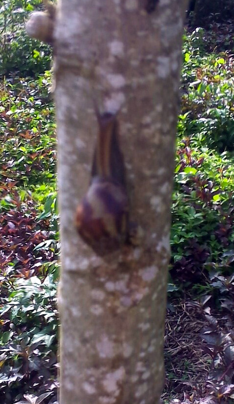 snails on pawpaw tree