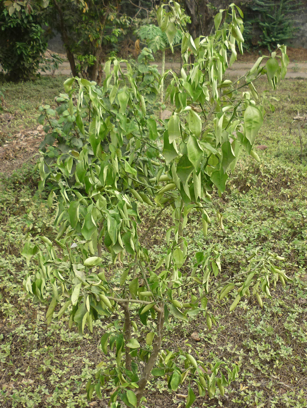 3 yr old citrus in West African harmattan