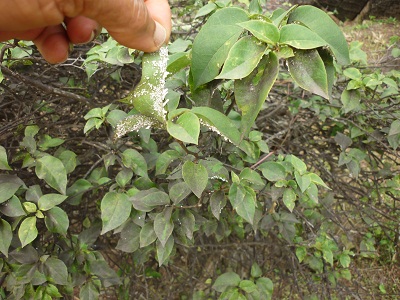 infected Bougainvillea