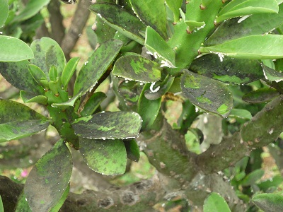 infected cactus infected cactus