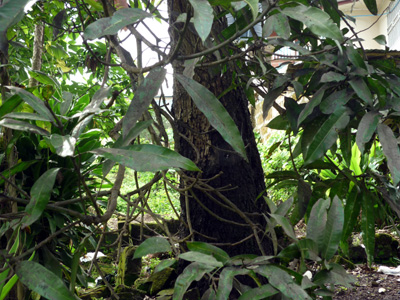 mango showing signs of infection