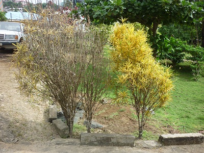 yellow shrubs affected by fungal disease