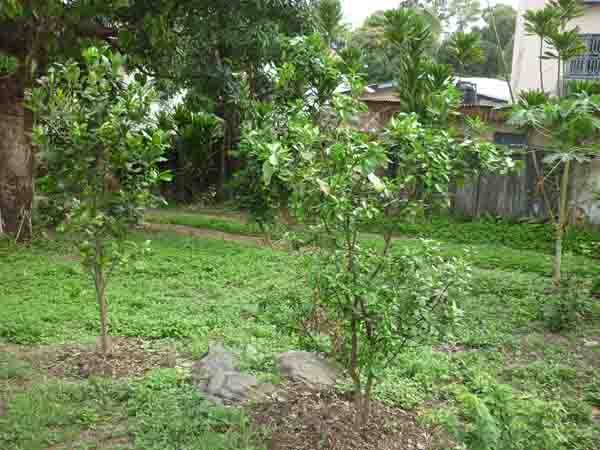 4 to 5 yr old citrus 4 to 5 yr old citrus