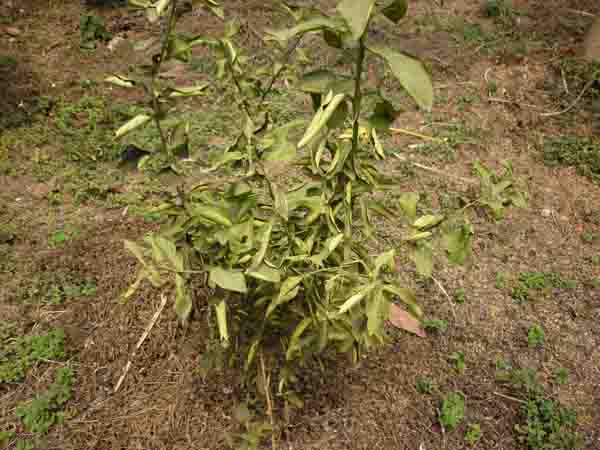 dry season curled leaves