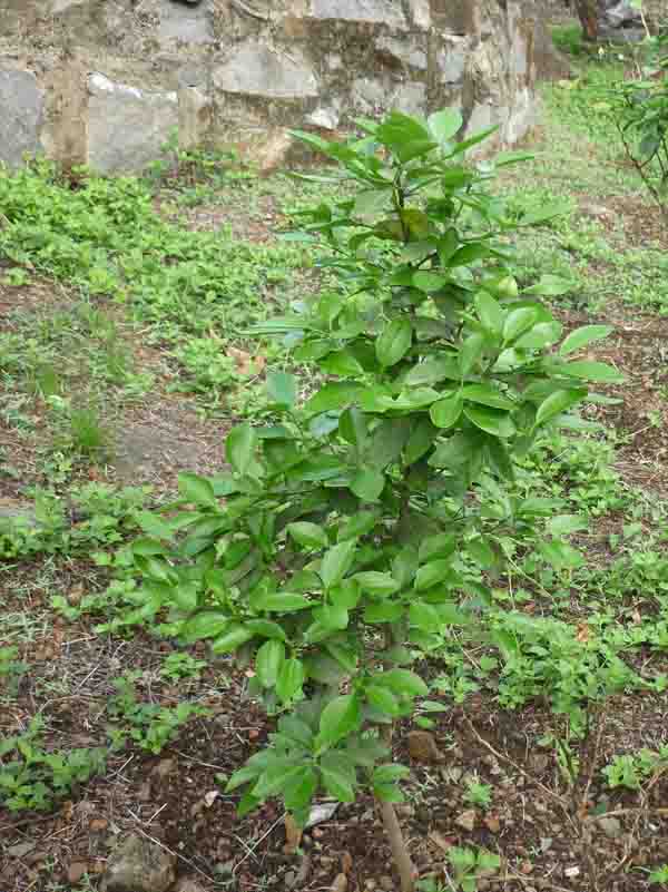 new rains, new leaves